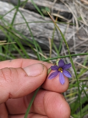 Sisyrinchium idahoense