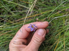 Sisyrinchium idahoense