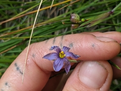 Sisyrinchium idahoense