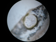 Didymocyrtis epiphyscia