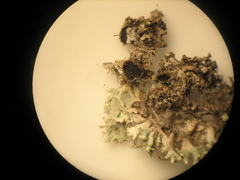 Didymocyrtis epiphyscia