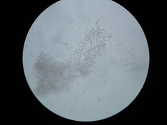 Didymocyrtis epiphyscia