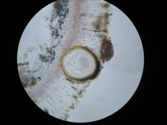 Didymocyrtis epiphyscia