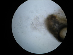 Didymocyrtis epiphyscia
