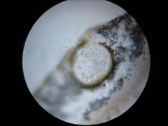 Didymocyrtis epiphyscia