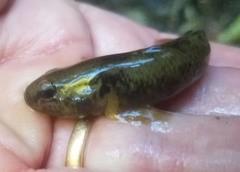 Gobiomorphus basalis