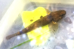 Gobiomorphus basalis