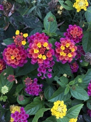 Lantana camara