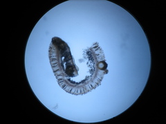 Didymocyrtis epiphyscia