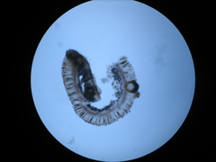Didymocyrtis epiphyscia