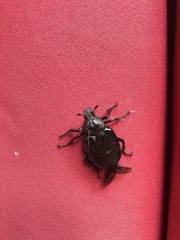 Osmoderma scabra