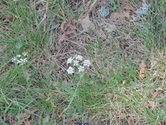 Conopodium pyrenaeum