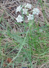 Conopodium pyrenaeum
