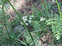 Conopodium pyrenaeum