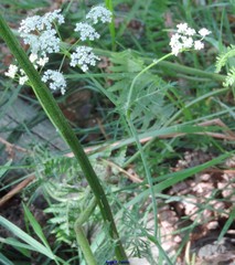 Conopodium pyrenaeum