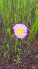 Sabatia kennedyana