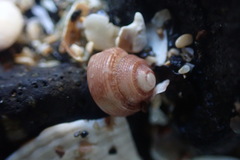 Coelotrochus oppressus