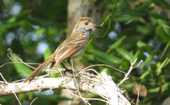 Myiarchus yucatanensis