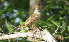 Myiarchus yucatanensis