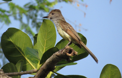 Myiarchus yucatanensis