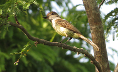 Myiarchus yucatanensis