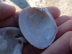 Venerupis largillierti