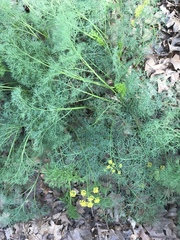 Lomatium klickitatense