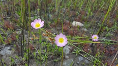 Sabatia kennedyana
