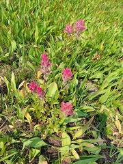Castilleja parviflora