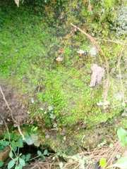 Agaricales