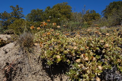 Haplopappus macrocephalus
