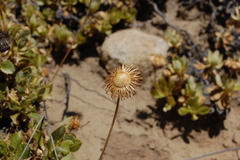 Haplopappus macrocephalus