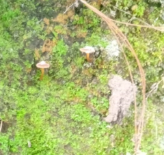 Agaricales