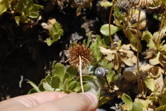 Haplopappus macrocephalus