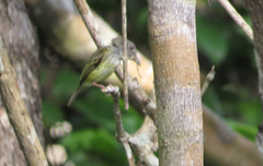 Oncostoma cinereigulare