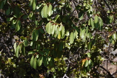 Azara petiolaris