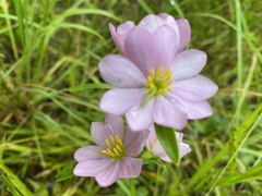 Sabatia capitata