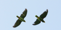 Amazona xantholora