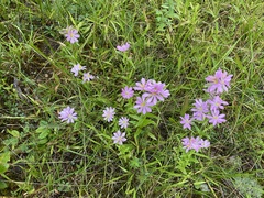 Sabatia capitata
