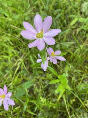 Sabatia capitata