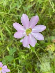 Sabatia capitata