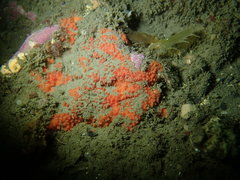 Endectyon hispitumulus