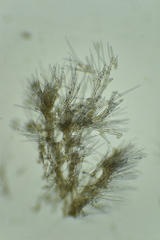 Endectyon hispitumulus