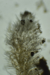 Endectyon hispitumulus