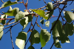 Azara petiolaris