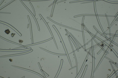 Endectyon hispitumulus