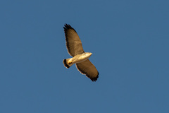 Geranoaetus polyosoma polyosoma