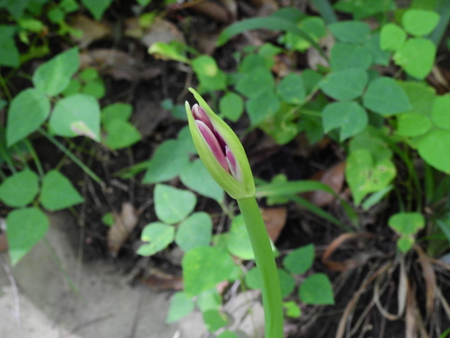 Lycoris squamigera