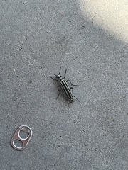 Epicauta atrivittata