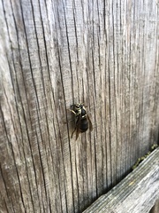 Dolichovespula maculata